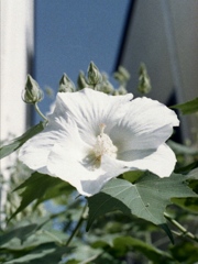 「街角flower」 (film)