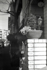 「toy camera photo：陽ざし」 (film)