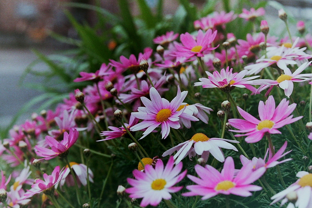 「3/22 flowers」 (film)