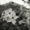 「街角flower」 (film)