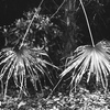 「野に遊ぶ」 (film:HR20)