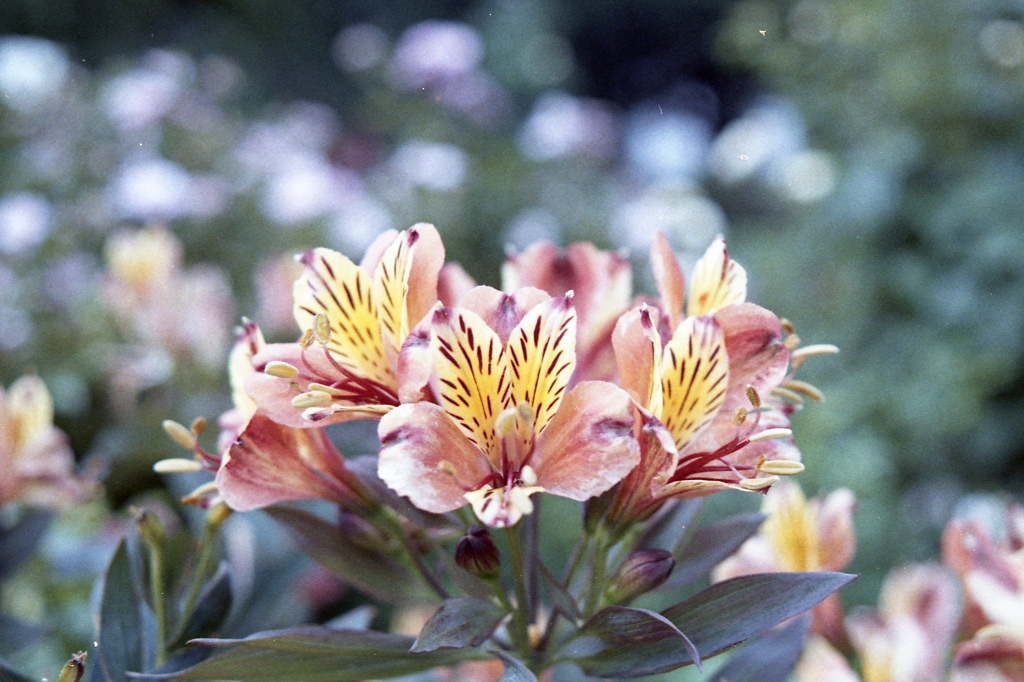 「flower」 (film)