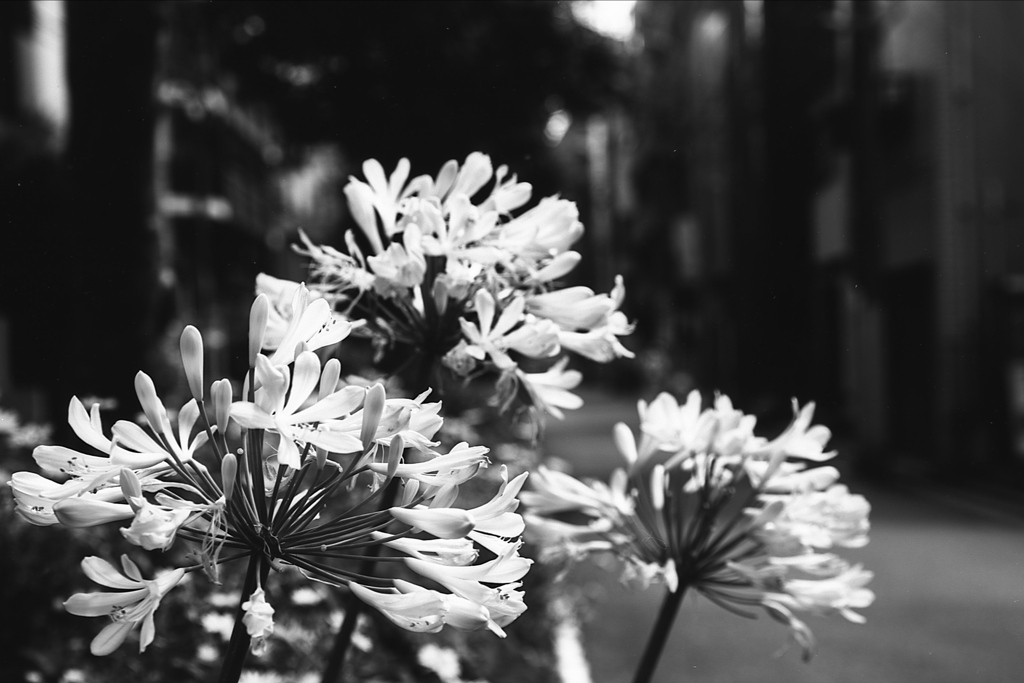 「agapanthus」 (film:HR20)
