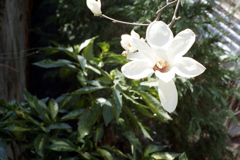 「Green & White」 (film)