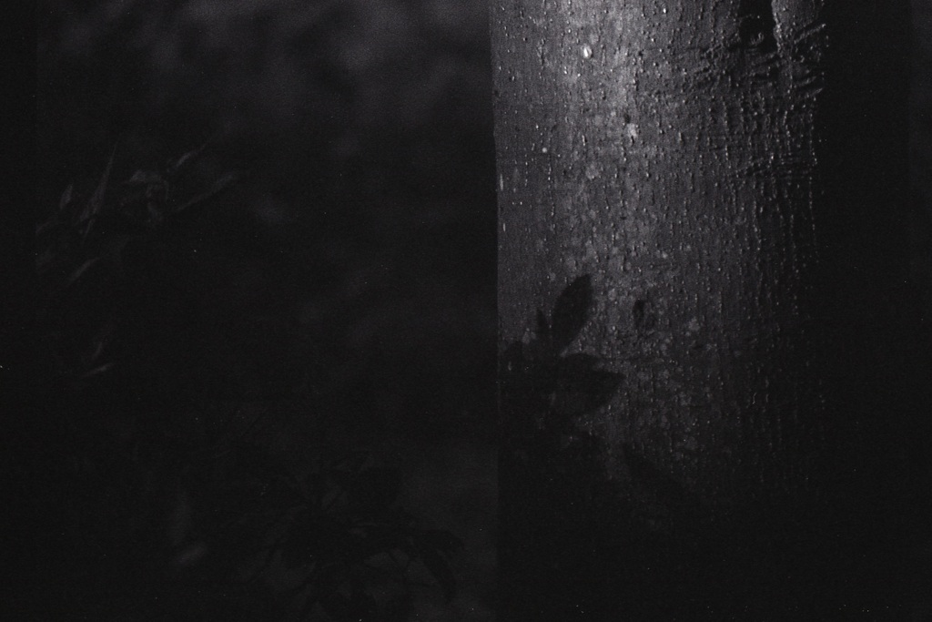 「森の中」 (film)