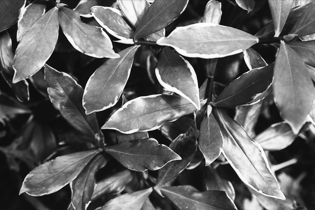 「Leaves」 (film:HR20)