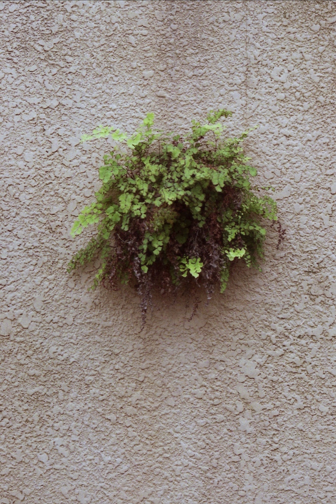 「散歩カメラ32-2」 (film)