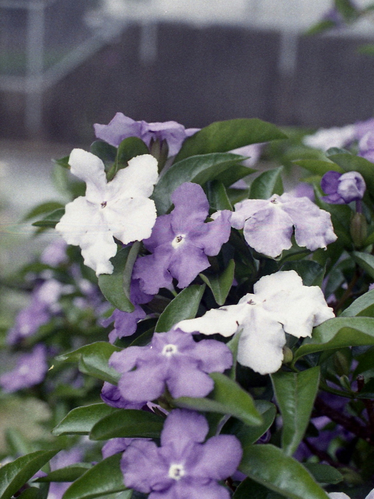 「公園で」 (film)