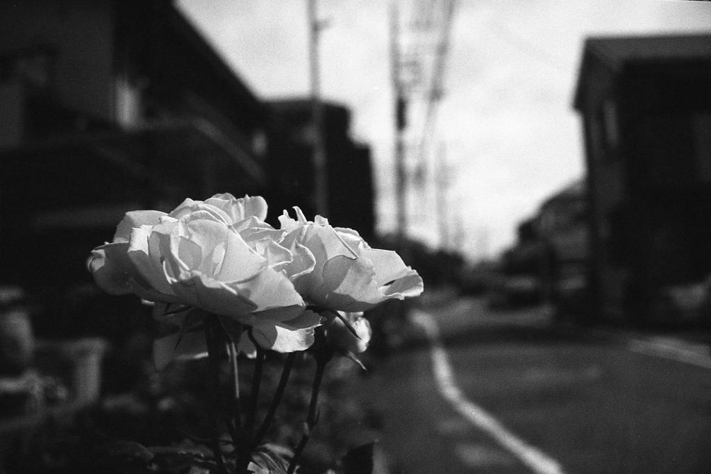 「街角flower」 (film)