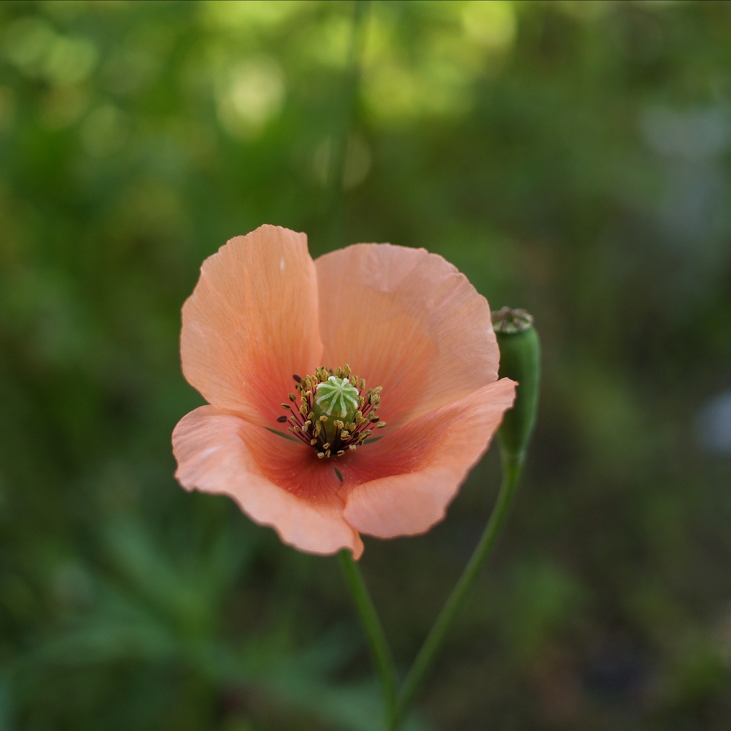 「 poppy」 (digital)