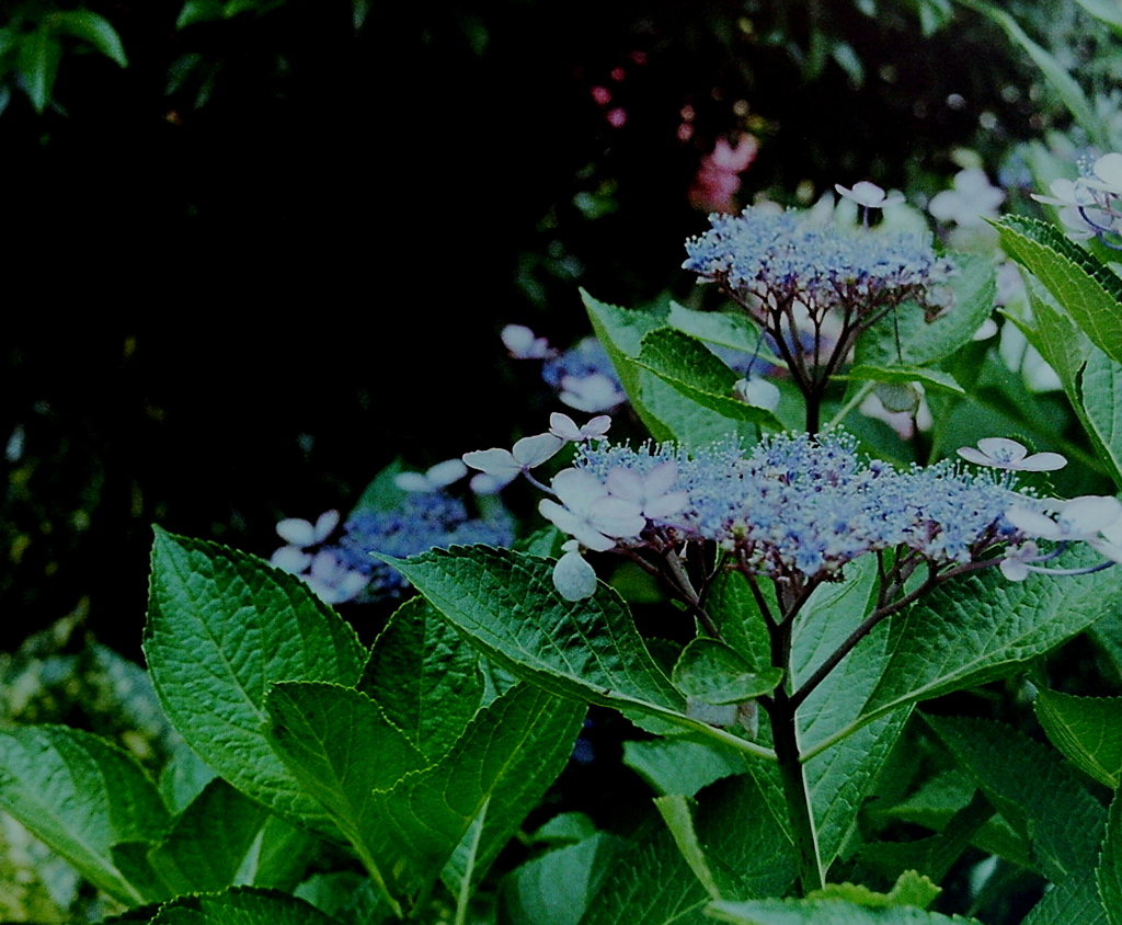 「hydrangea：カメラ登録用」 (film)