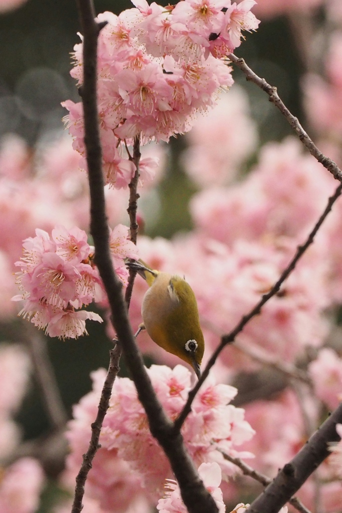 「河津桜とメジロ」 (digital)