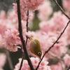 「河津桜とメジロ」 (digital)