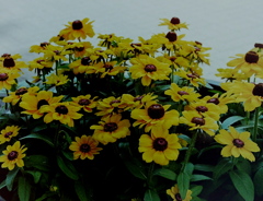 「yellow 06」 (film)