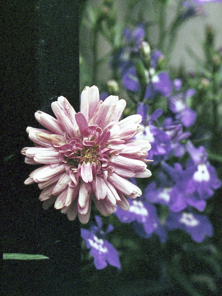 「街角flower」 (film)