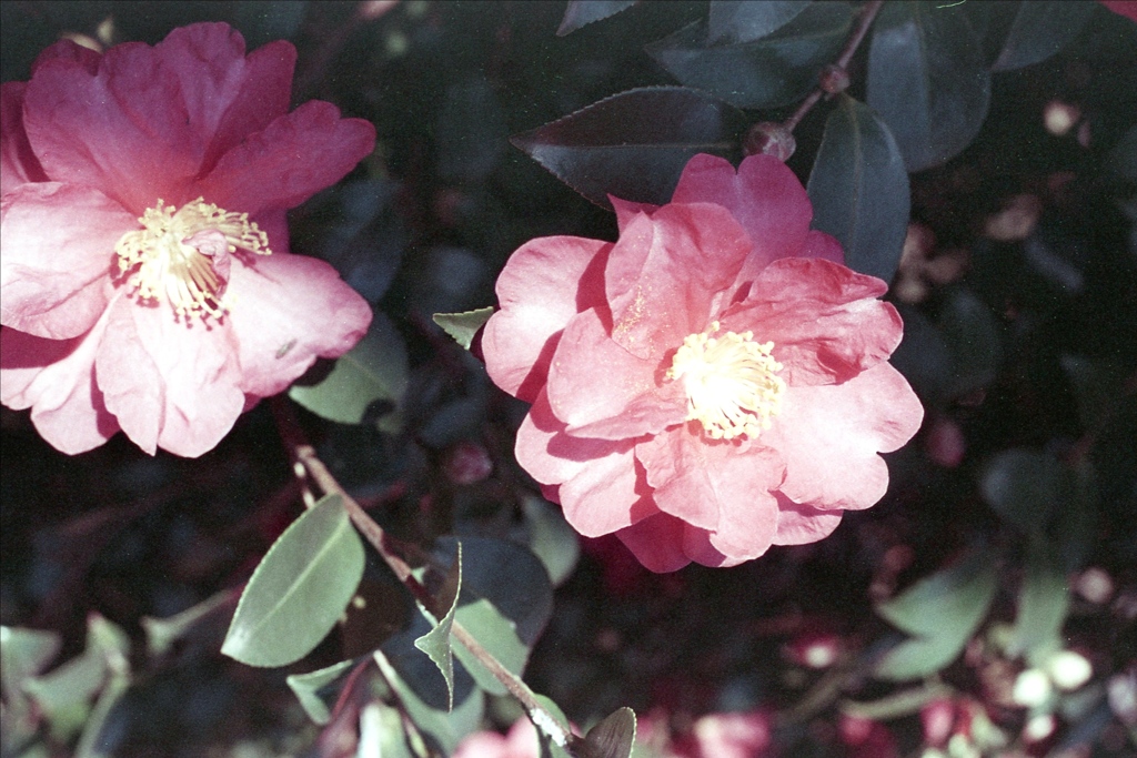 「サザンカ」 (film)