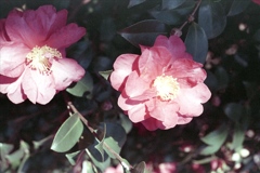 「サザンカ」 (film)