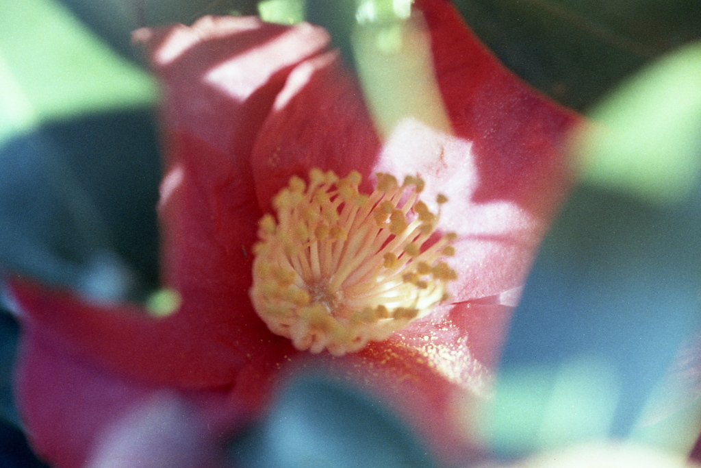 「山茶花」 (film)