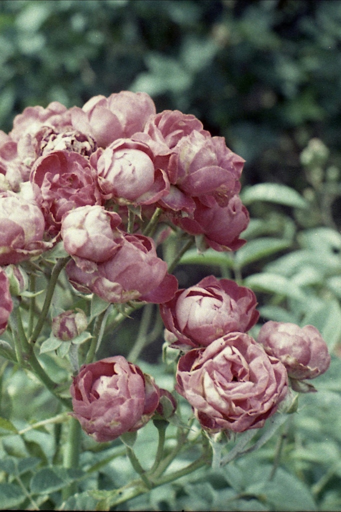 「薔薇」 (film)
