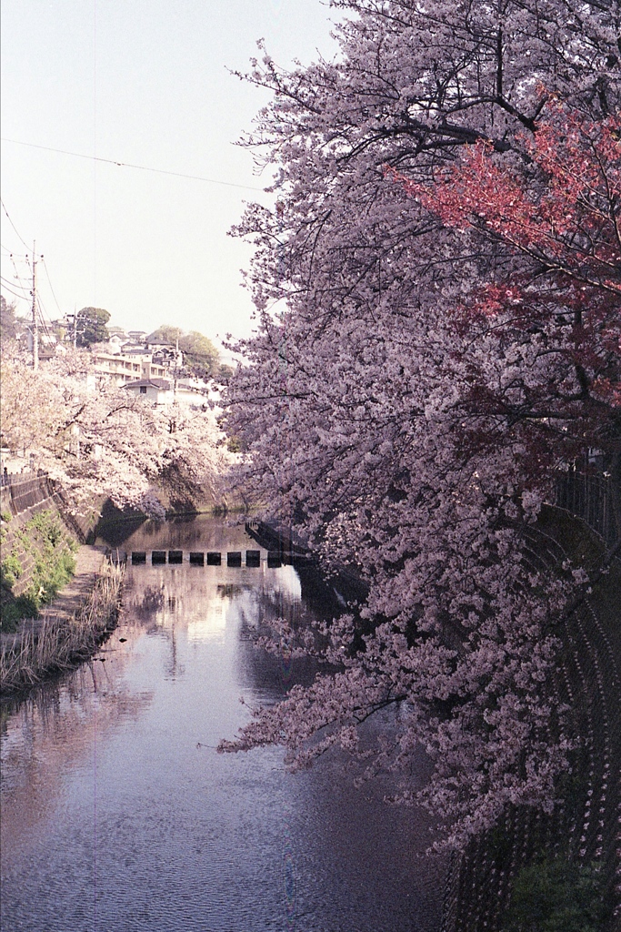 「Spring One Roll: 15」 (film)