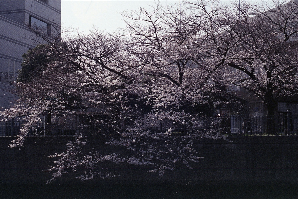 「Spring One Roll: 03」 (film)