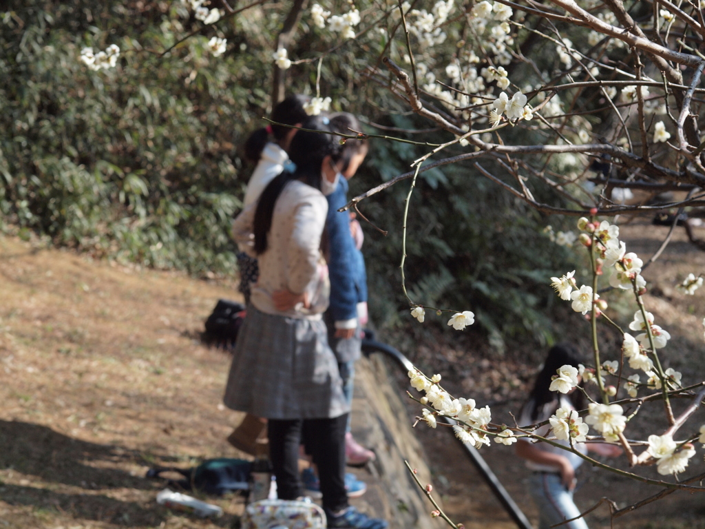 「少し前　梅のころ」