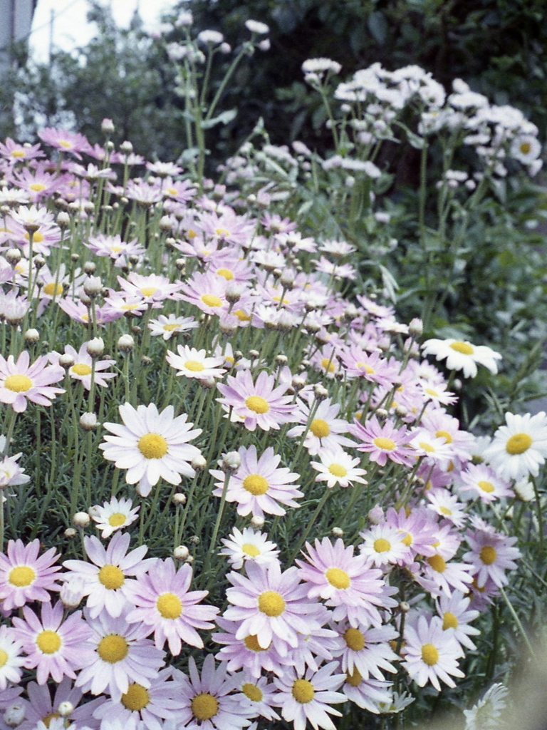 「街角flower」 (film)