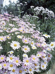 「街角flower」 (film)