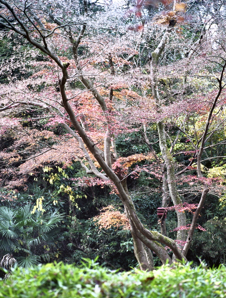 「楓」 (film)