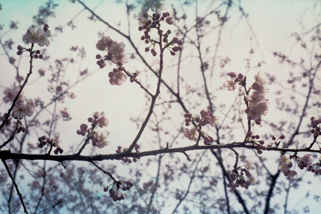 「雪割り桜」 (film)