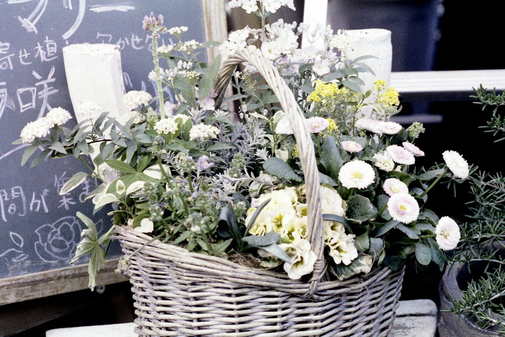 「flower basket」 (film)