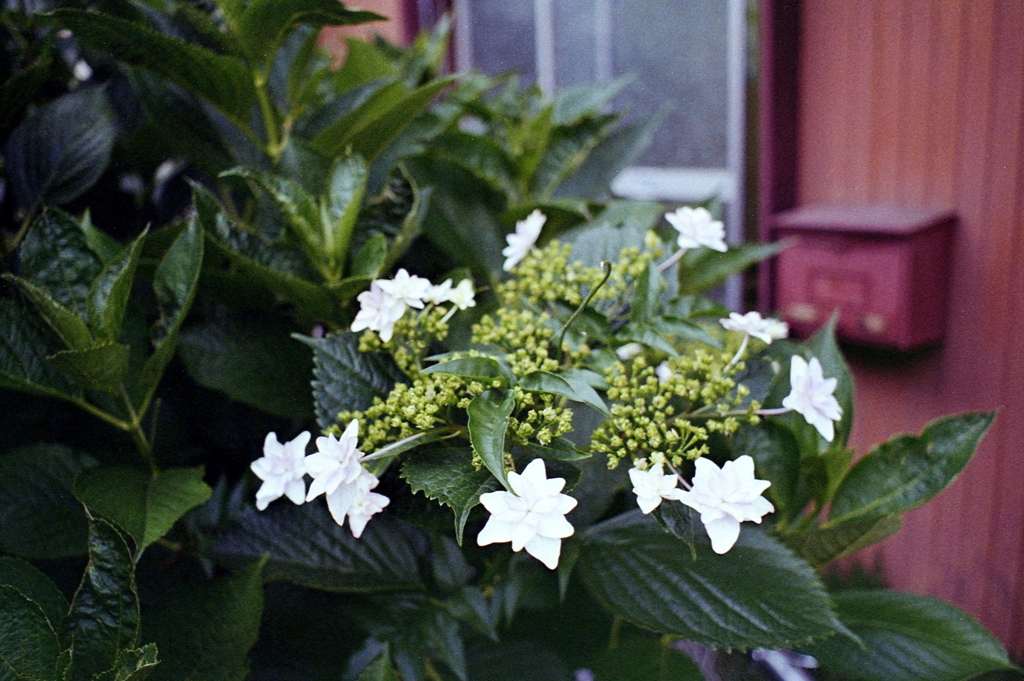 「街角flower」 (film)