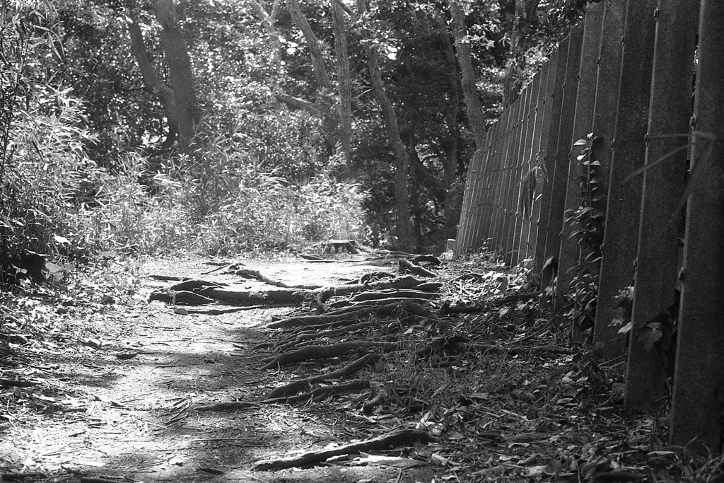 「散歩道」 (film)