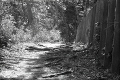「散歩道」 (film)