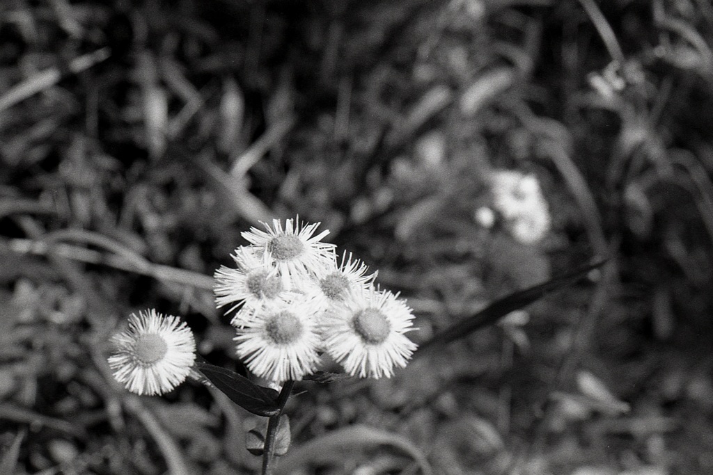 「Daisy」 (film)