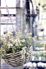 「flower basket」 (film)