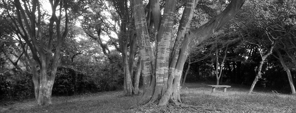 「雑木の広場」 (film)