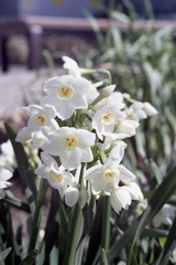 「3/14 散歩写真」 (film)