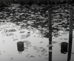 「pond」 (film)