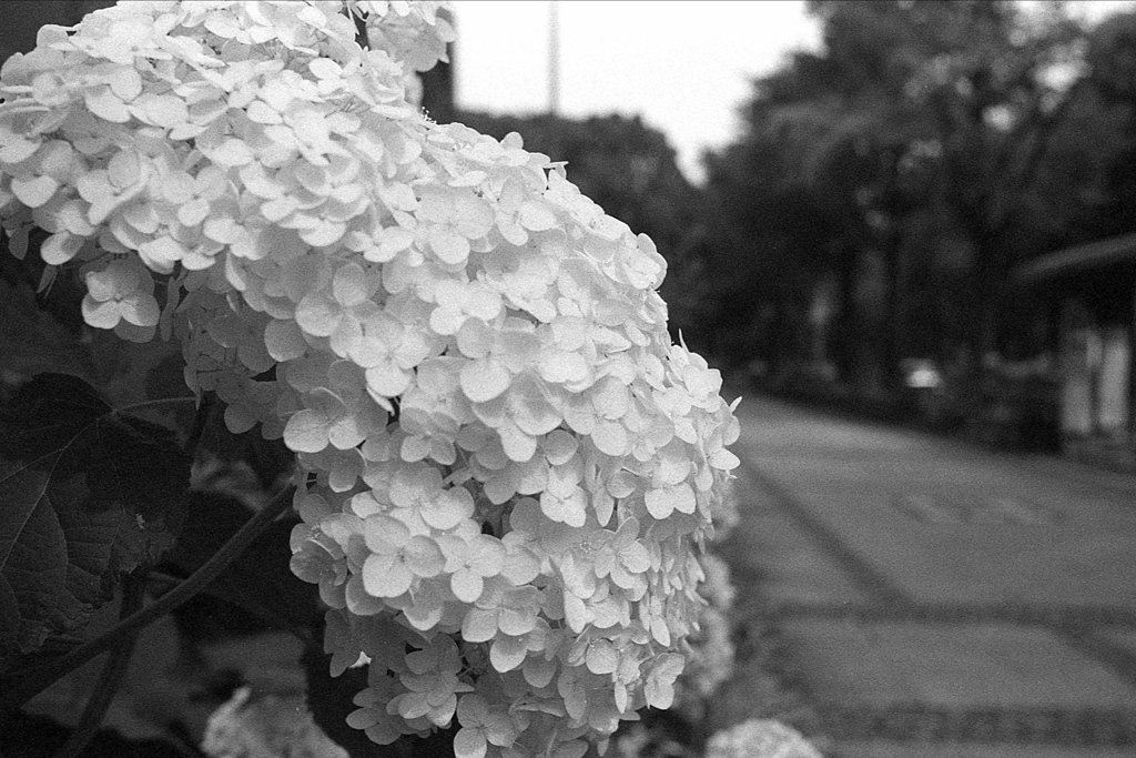 「紫陽花」 (film)