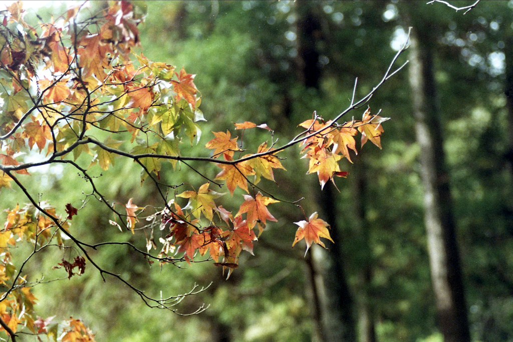 「モミジバフウ」 (film)