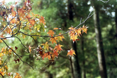 「モミジバフウ」 (film)