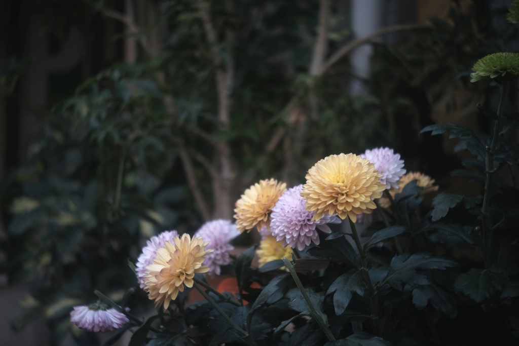 「chrysanthemum」 (digital)