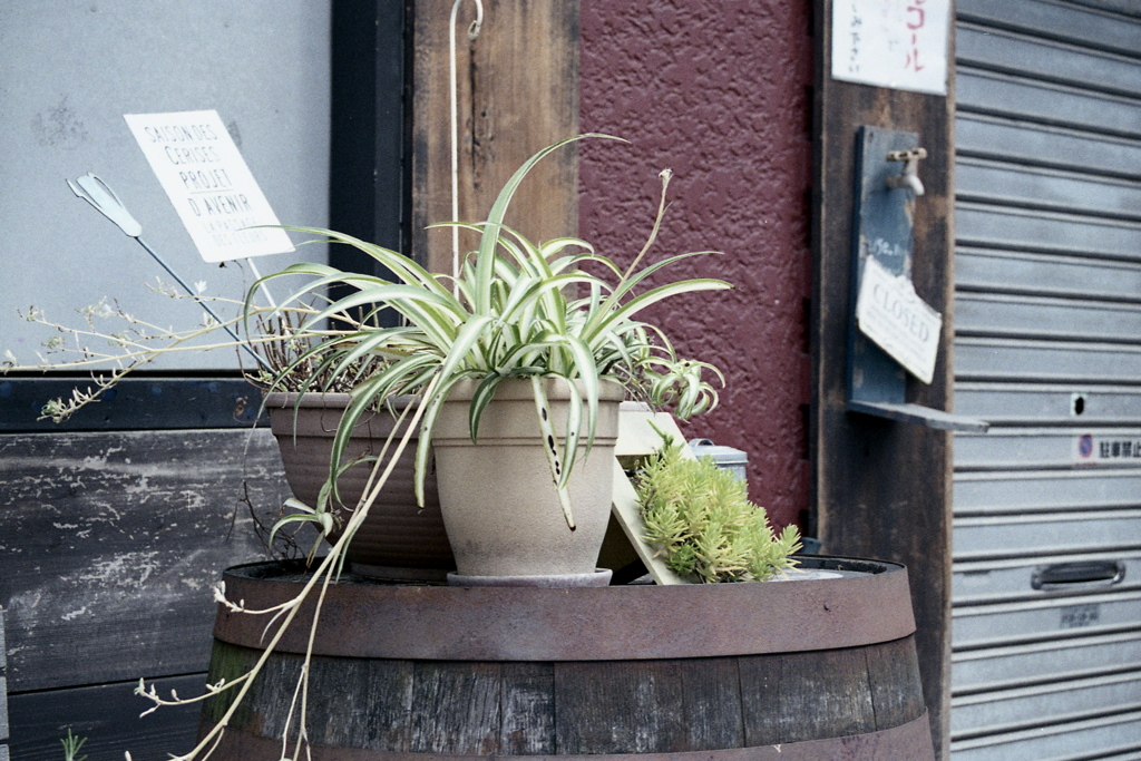 「plants」 (film)