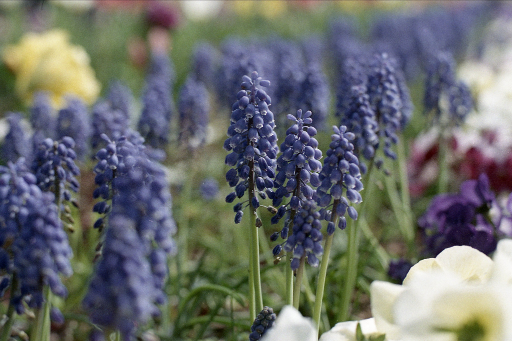 「Spring One Roll: 24」 (film)