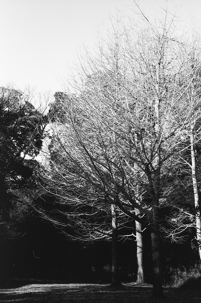 「冬公園」 (film:HR20)