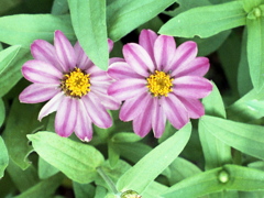 「街角flower」 (film)