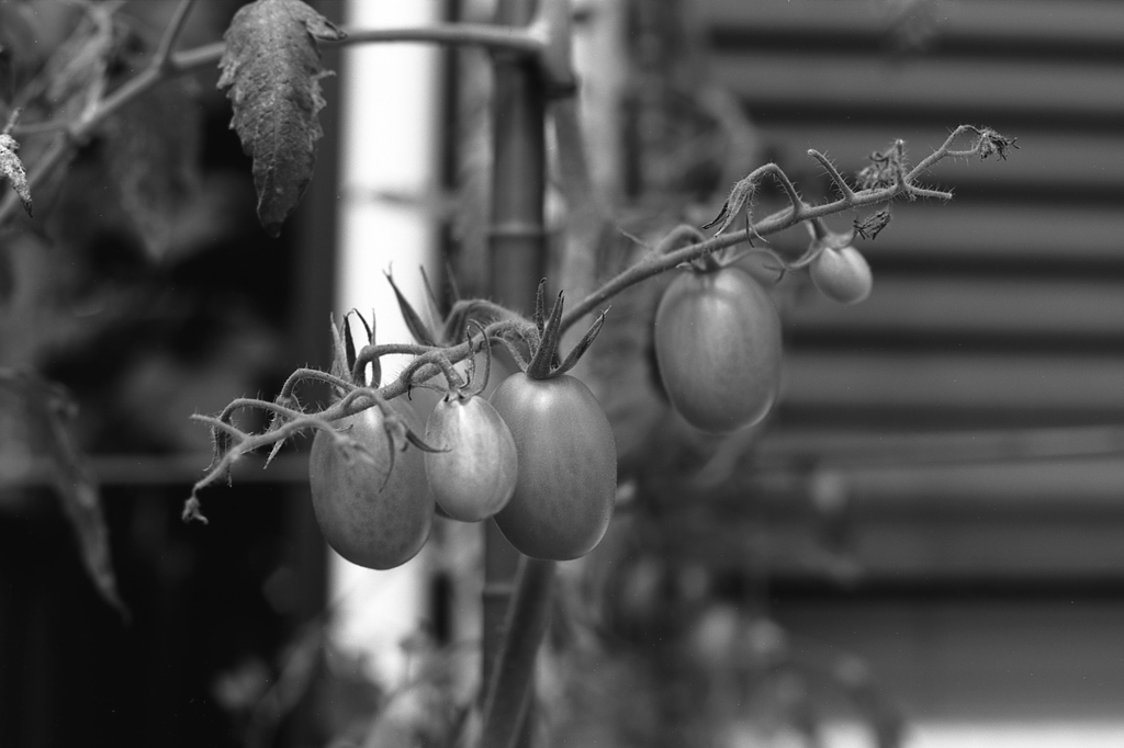 「summer」 (film:HR20)