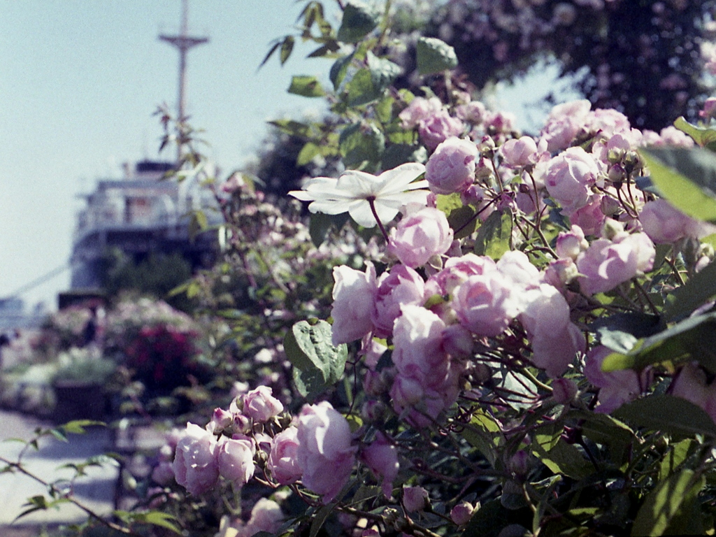 「5/1 山下公園 」 (film)