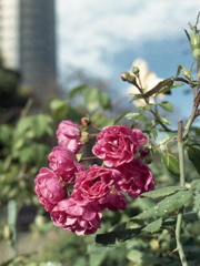 「山下公園 バラ園」 (film) 「山下公園 バラ園」 (film)